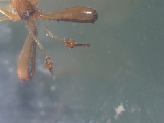 Tetragnatha hasselti