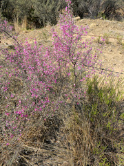 Indigofera basotha