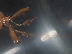 Tetragnatha hasselti