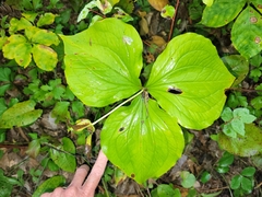 Trillium grandiflorum