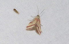 Microtheoris vibicalis