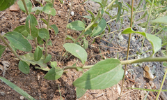 Brickellia brachyphylla
