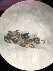 Crematogaster pilosa