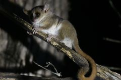 Microcebus murinus