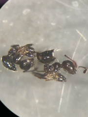 Crematogaster pilosa