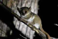 Microcebus murinus