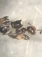 Crematogaster pilosa