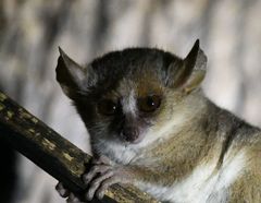 Microcebus murinus