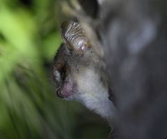 Microcebus murinus