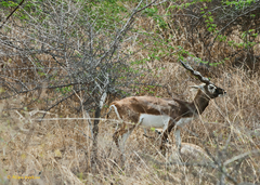 Antilope cervicapra