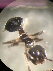 Crematogaster pilosa