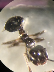 Crematogaster pilosa