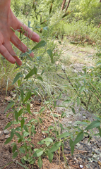 Brickellia brachyphylla