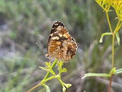 Anthanassa frisia