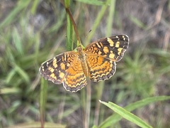 Anthanassa frisia