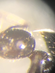 Crematogaster pilosa