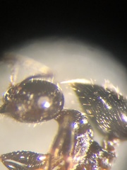 Crematogaster pilosa