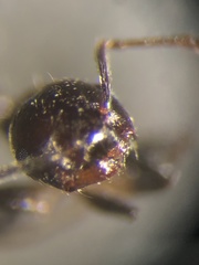Crematogaster pilosa
