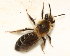 Andrena barbilabris