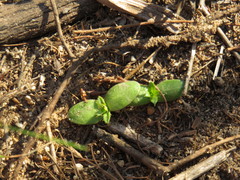 Cullumia setosa setosa