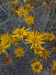 Heterotheca hirsutissima