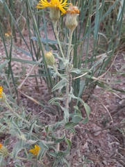 Heterotheca hirsutissima