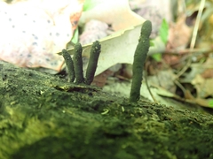 Xylaria corniformis