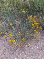 Heterotheca hirsutissima