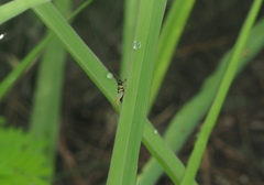 Trigonidium japonicum