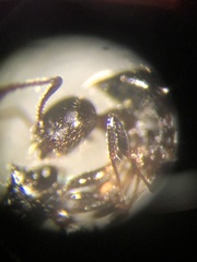Crematogaster pilosa
