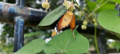 Danaus chrysippus