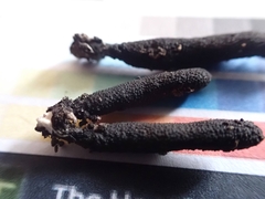 Xylaria corniformis
