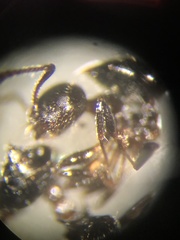 Crematogaster pilosa