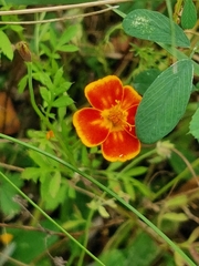 Tagetes lunulata