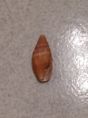Mitridae
