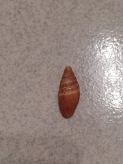 Mitridae