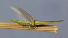 Paradorydium