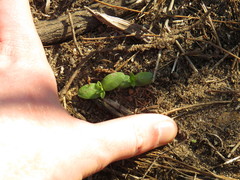 Cullumia setosa setosa