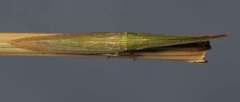 Paradorydium