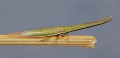 Paradorydium