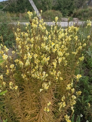 Linaria biebersteinii