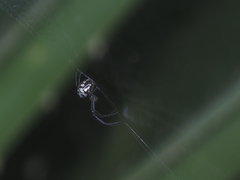 Leucauge argentina