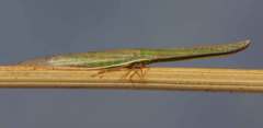 Paradorydium