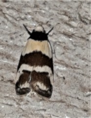 Eulechria triferella