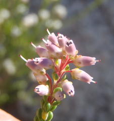 Erica petraea