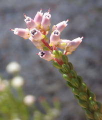 Erica petraea