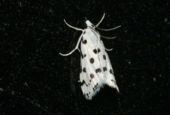 Eustixia pupula