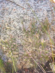 Erica petraea
