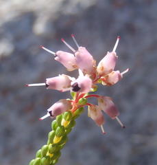 Erica petraea
