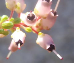 Erica petraea